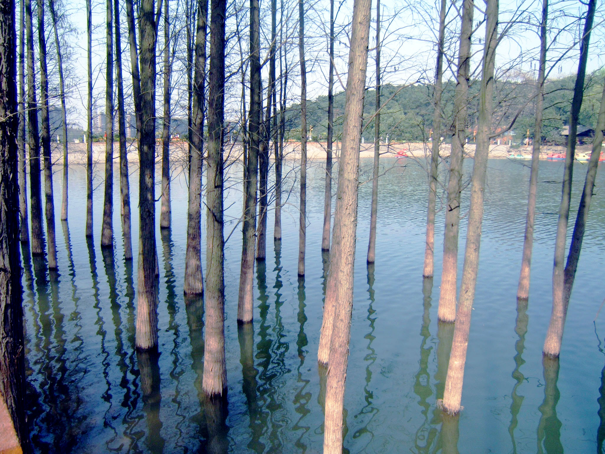 香樟往事,香樟往事电子版