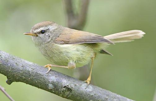 广东常见鸟类图谱和名称图文,东江揽胜鸟类