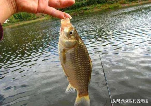 黑坑钓鲫鱼技巧用竿,黑坑钓鲫鱼19调还是28调鱼竿好