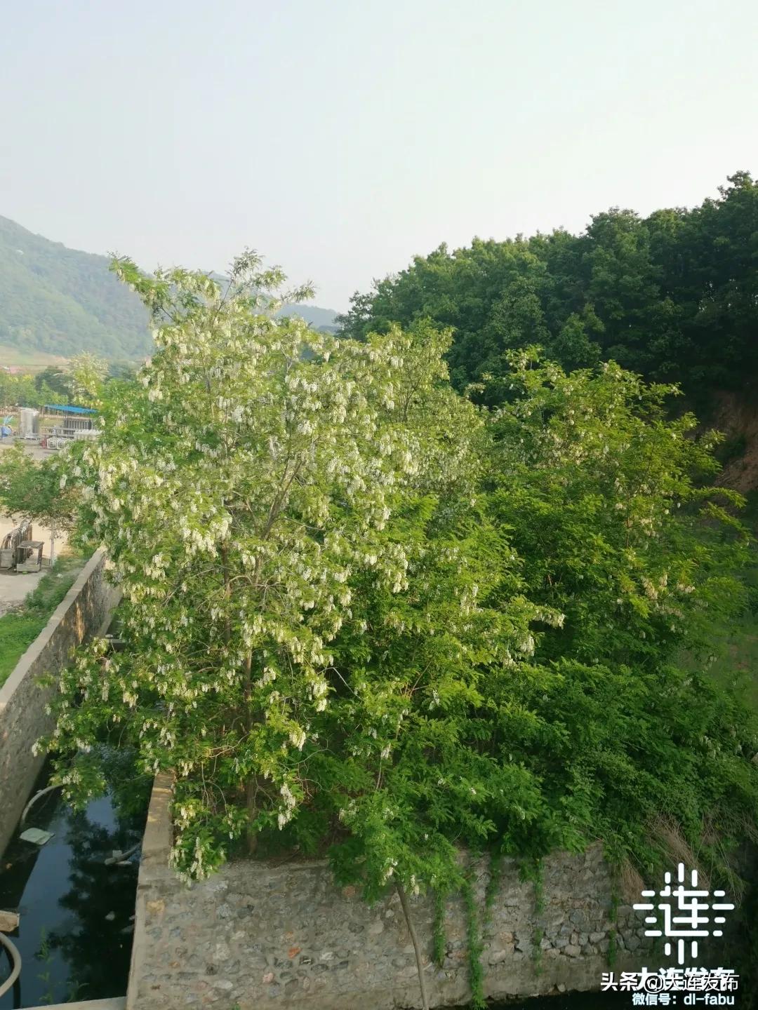 大连最美赏槐露营地,槐之乡露营地