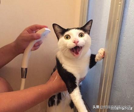 五只小猫咪游泳,可爱的小猫咪洗澡或游泳