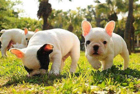 养法国斗牛犬应该注意什么,养法国斗牛犬要注意的事项秋天