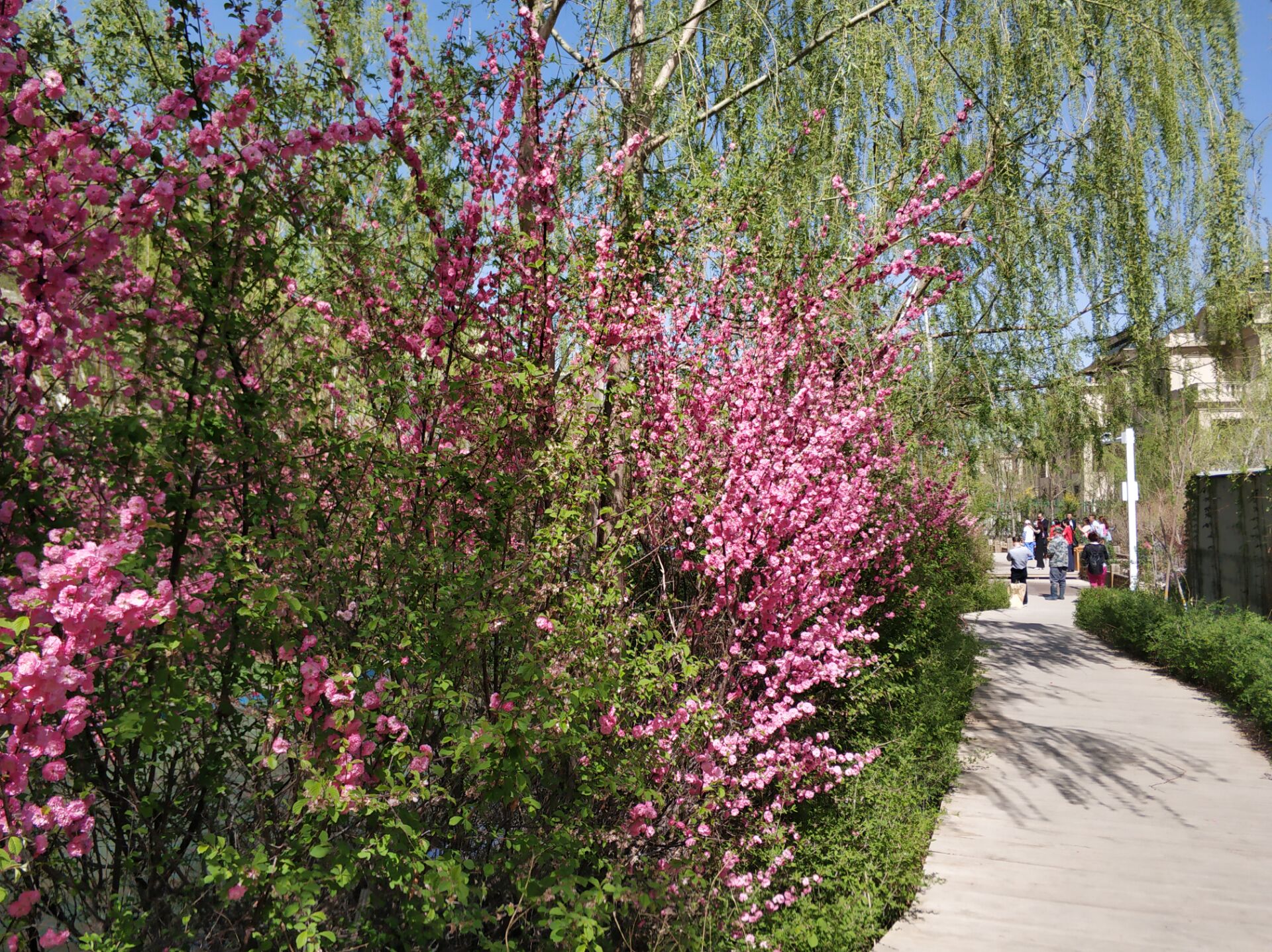 乌鲁木齐居然有这么漂亮的地方,乌鲁木齐周边森林公园在哪里