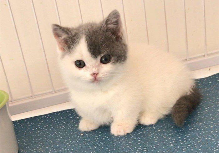 猫咪乱拉乱尿要去绝育吗,猫咪报复你的几个表现