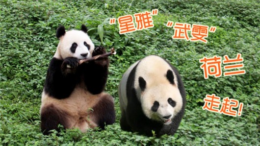 你不知道的国家冷知识荷兰,国家冷知识介绍荷兰