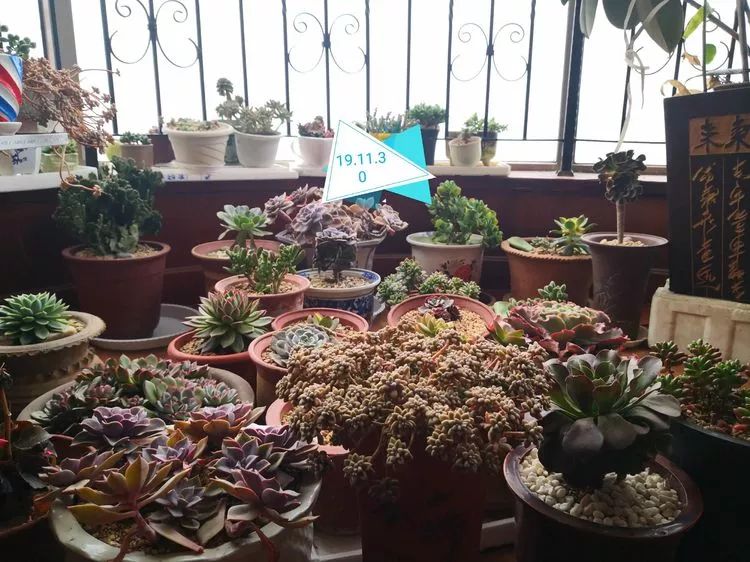 一花一叶一世界多肉,一花一世界多肉之美