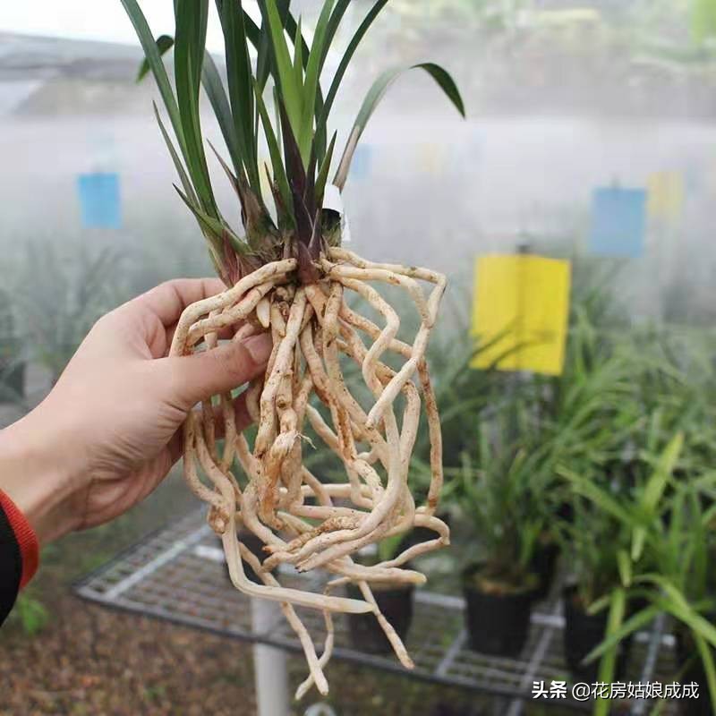 兰花换盆用什么土比较好,兰花换盆用的土怎么配