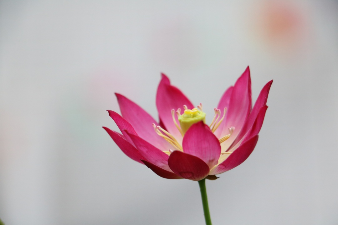 碗莲怎么磨开口,碗莲的正确打开方式