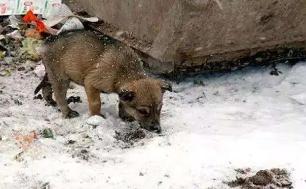 有了这个证,必要的时候可以救狗狗一命