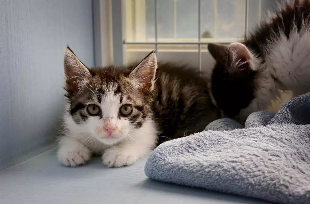 猫咪能闻到主人身上独特的味道吗,猫咪能闻到主人嘴巴里的味道吗