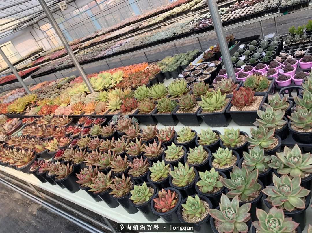 肉叔带你走遍韩国多肉大棚,记一次精彩的采摘之旅