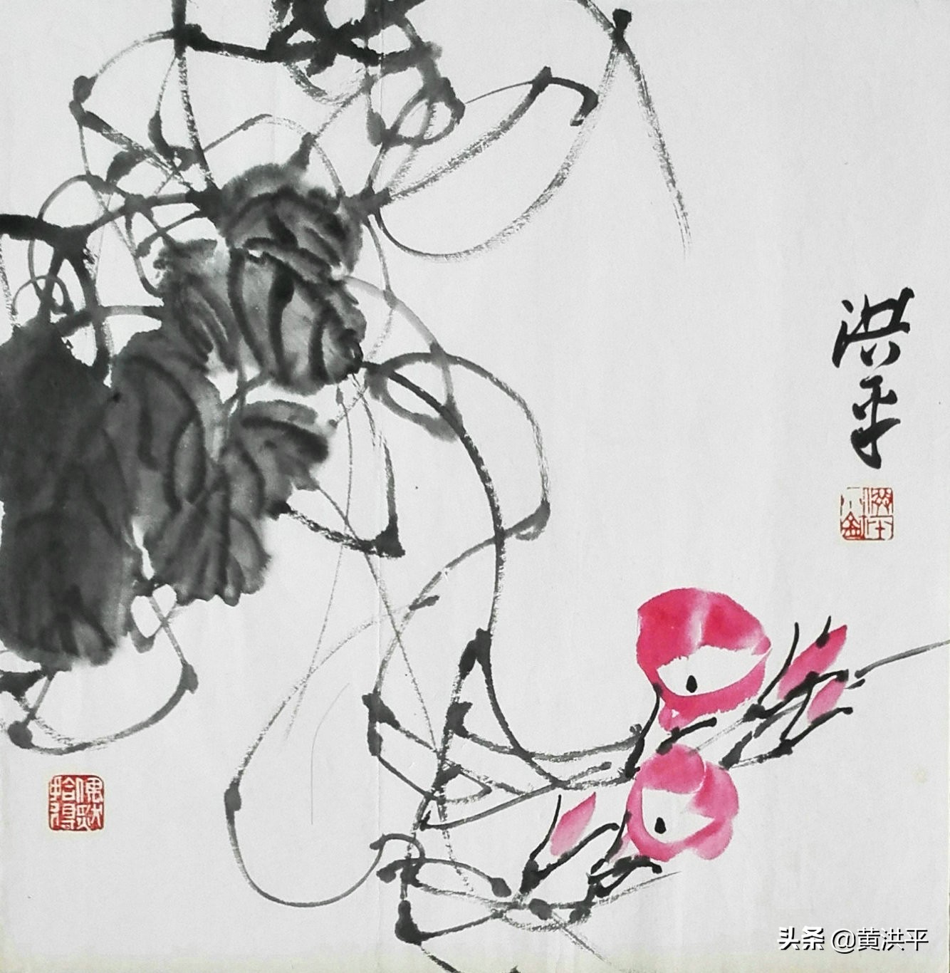 牵牛花柔弱还是脆弱,盛开的牵牛花