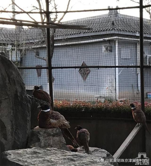 北京周边可以垂钓的农家院,北京钓鱼度假农家院