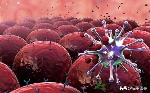 猫会传染艾滋病给人吗,艾滋猫是怎么回事