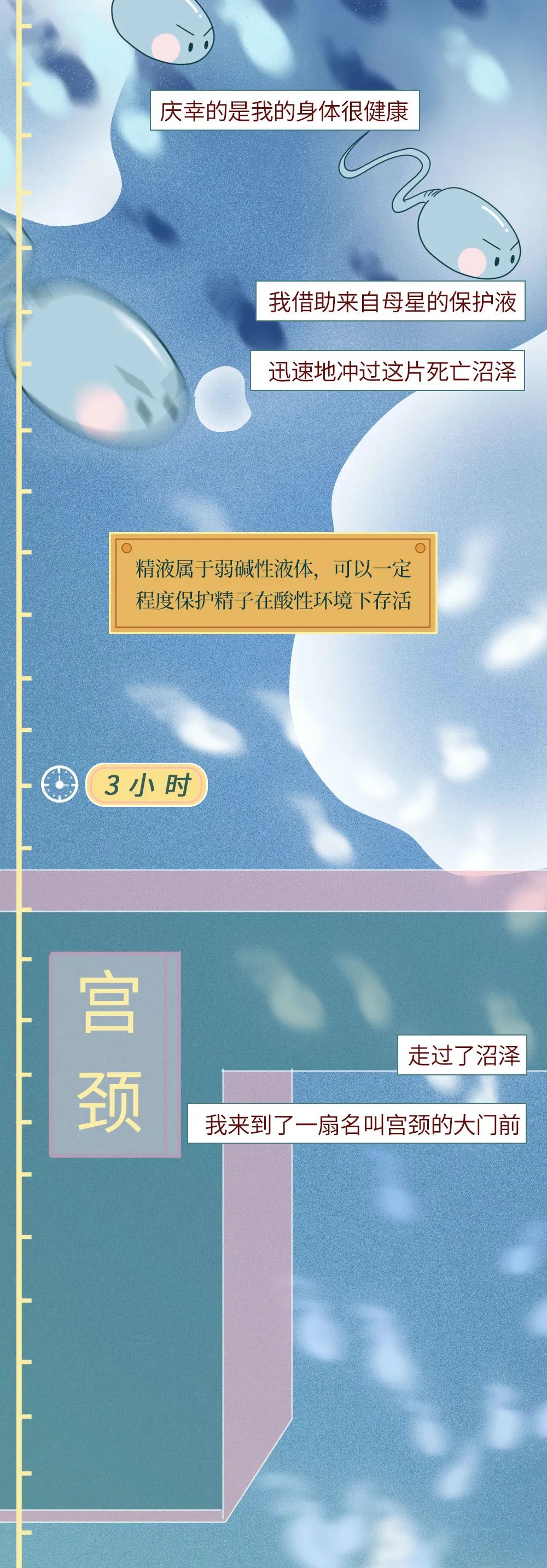 精子进入人体24小时变化,男性精子在体内存活时间