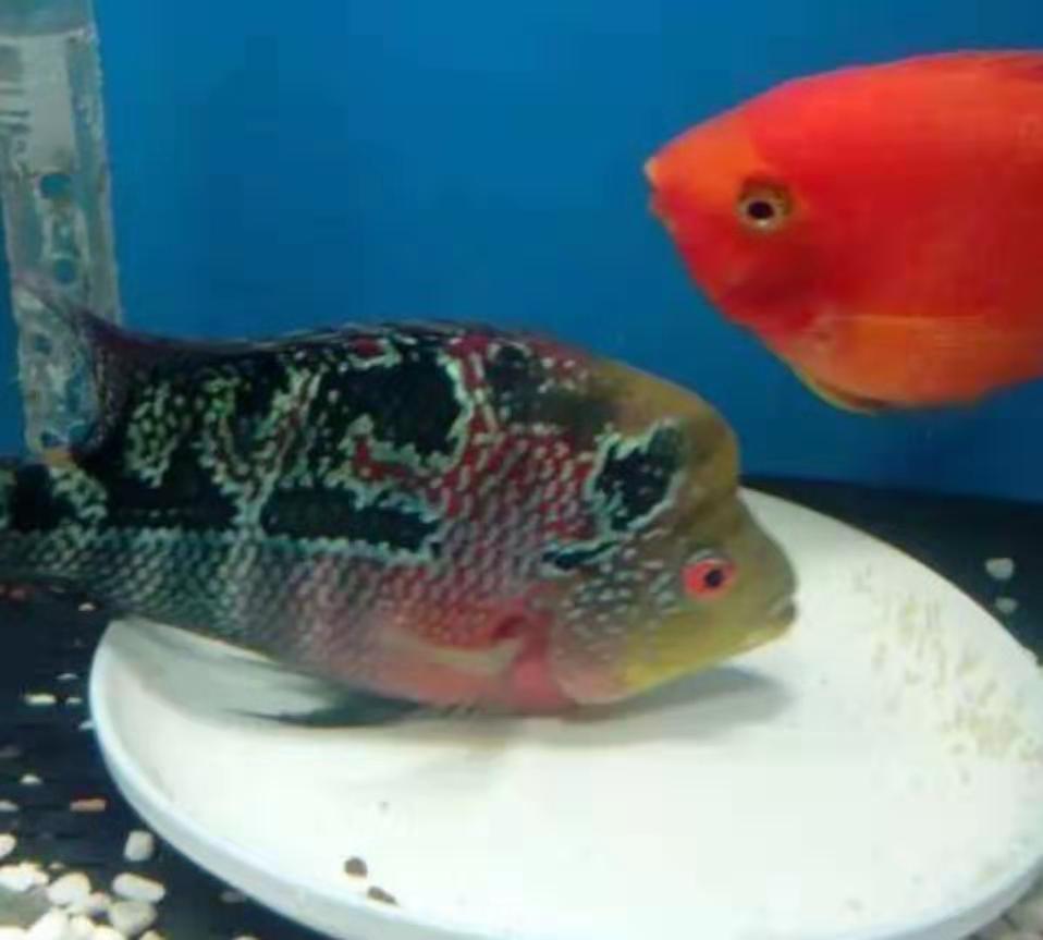 最嘴贱的观赏鱼,嘴很贱的观赏鱼有哪些