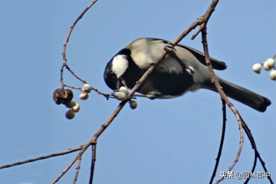 深秋的乌桕红叶,深秋里的一幅油画