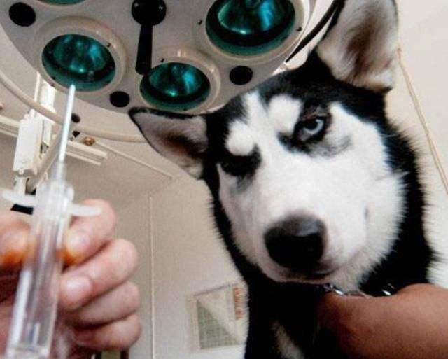 新手养哈士奇怎么养好,新生哈士奇怎么养