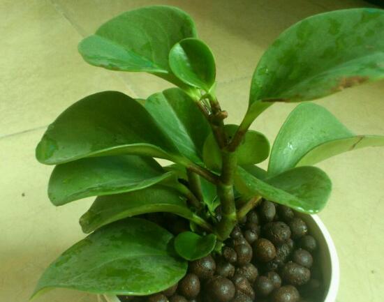 碧玉叶子发黄怎么办,碧玉叶子枯萎怎么处理