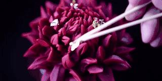 他说自己不是日本匠人，而是和果子艺术家，他做的和果子不忍吃掉