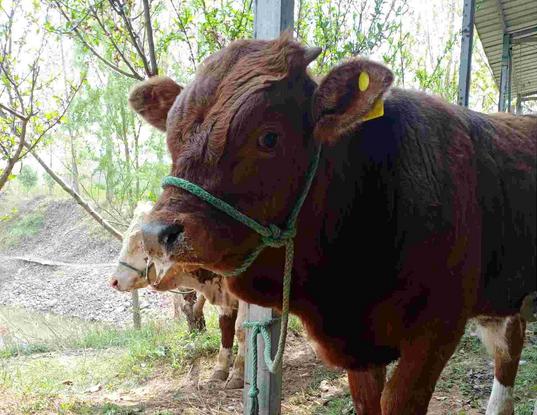 牛流鼻涕如何防治,牛流鼻涕怎么回事