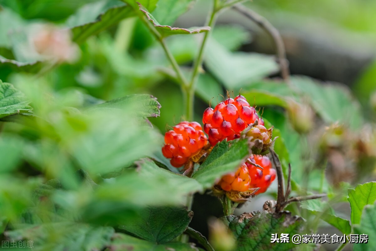 山东农村常见的野果,70年代东北野果