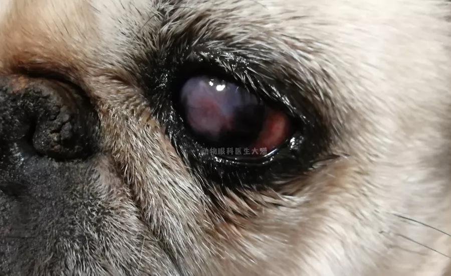 狗狗眼球受伤溃疡水肿怎么办,狗狗眼睛红肿眼球突出
