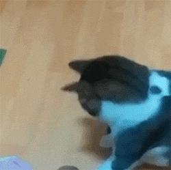 对着猫吹气会怎么样,对着猫吹烟有害吗