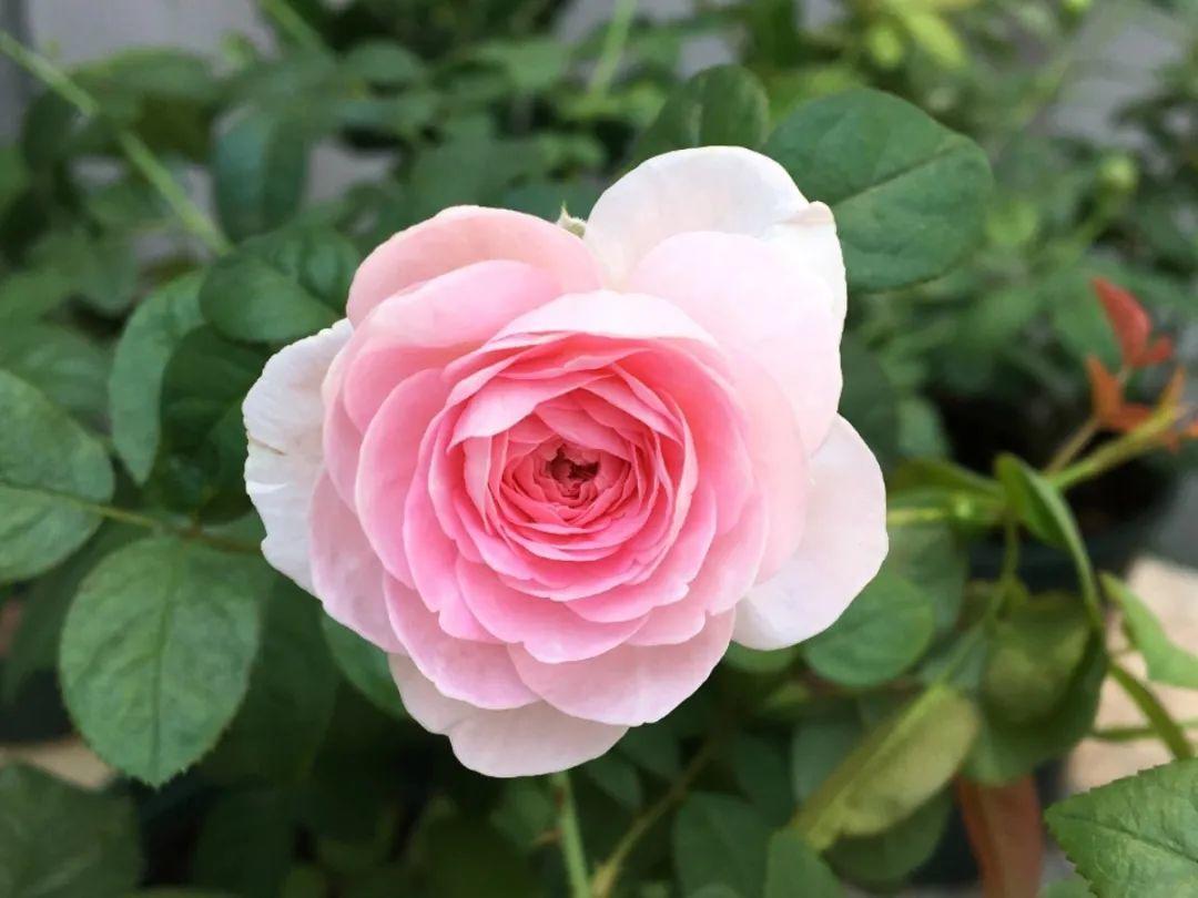 月季图鉴哪本书好,淘宝上最好养的月季品种