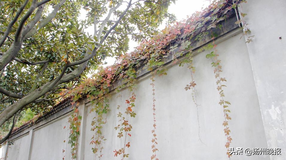 2018年冬天扬州赏花攻略,扬州11月秋景打卡地