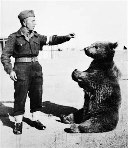 参加二战的棕熊抽烟,二战波兰熊士兵抽烟喝酒