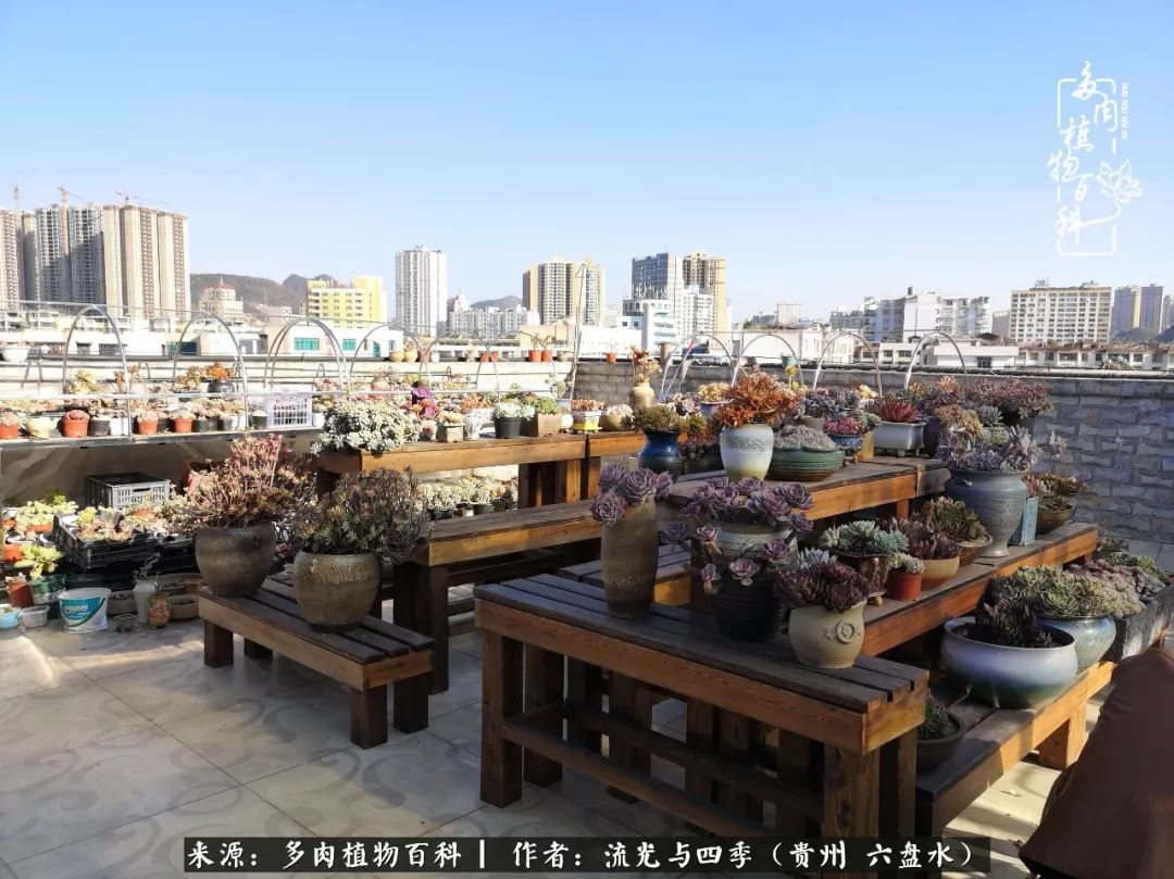 养多肉这几点新手必要知道,在养多肉的路上越走越远