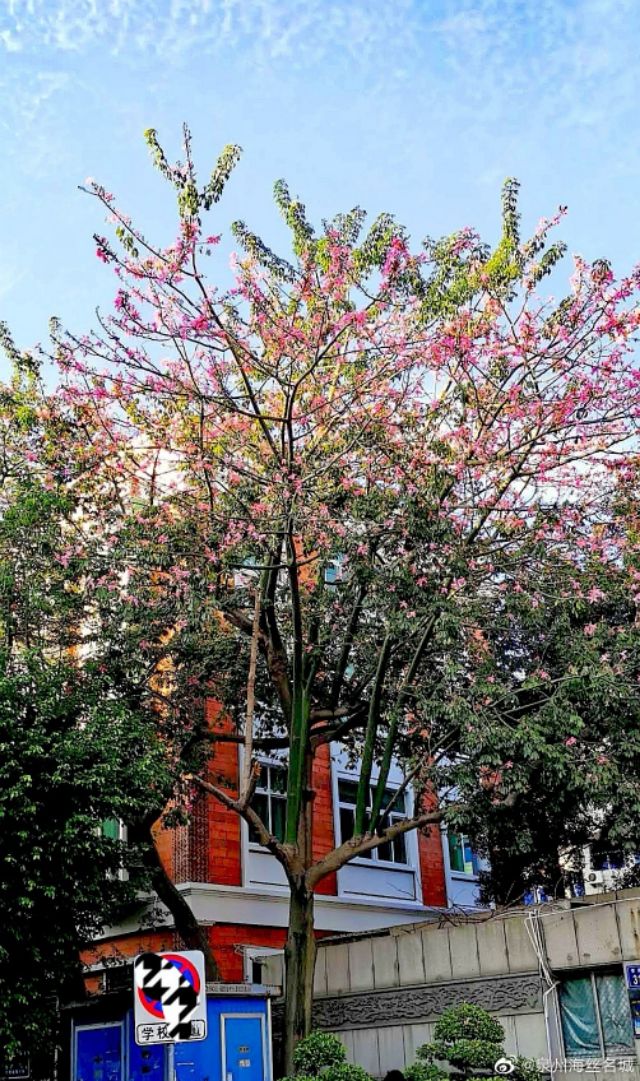 泉州高考状元庆祝,2020高考喜中状元庆祝