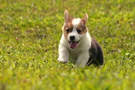 狗狗尿液里有小血块,狗狗尿液很粘怎么回事