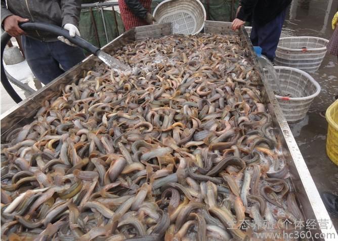 养殖泥鳅成本与利润,10万斤泥鳅成本多少