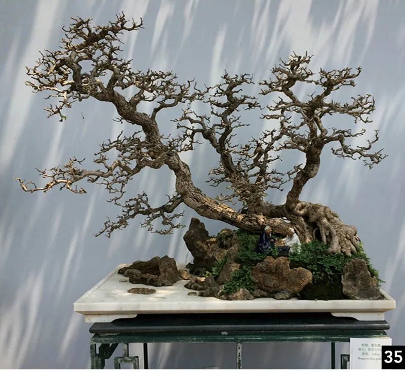 盆景修行,学习盆景技术最好的书