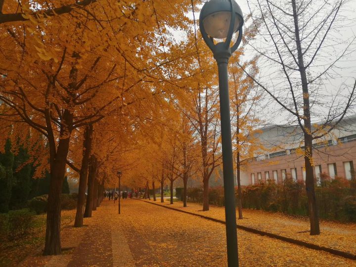 盘点史上最全中国各城市市花,中国各个地方的市花