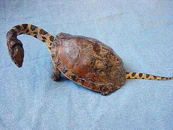 小伙意外捡到一只巨龟,男子在野外捡到了一只小刺龟