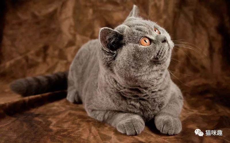 猫口腔常见疾病,英短猫最常见的疾病