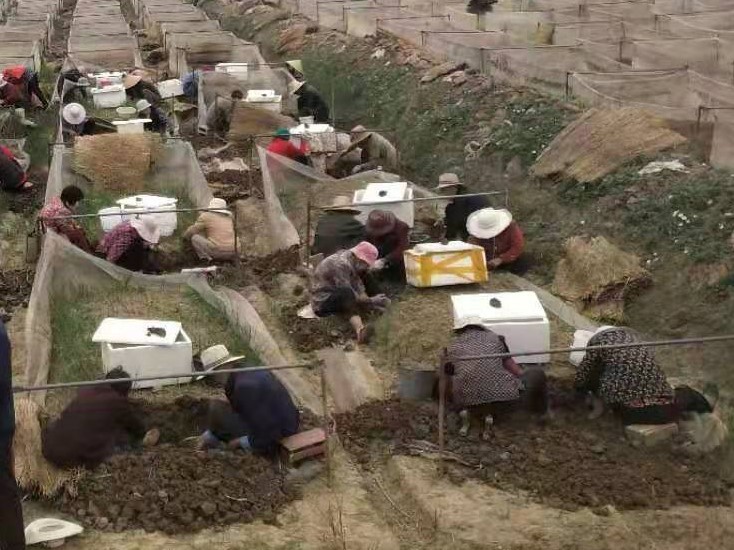 蚂蟥养殖创业,蚂蟥的养殖利润和成本