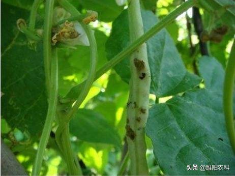 钻心虫怎样彻底消灭,钻心虫虫害