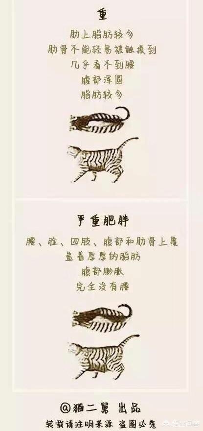 猫狗怎么养会胖,猫狗体型差