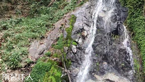 冰岛老寨大秋茶园的茶是真的吗,冰岛五寨之一糯伍什么口感