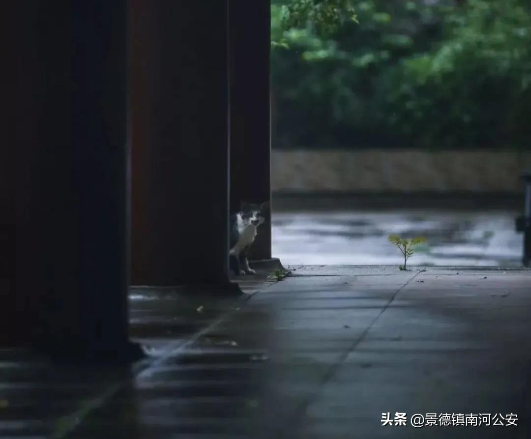 苏轼诗词人生无事是清欢,苏轼人间有味是清欢的全诗拼音版