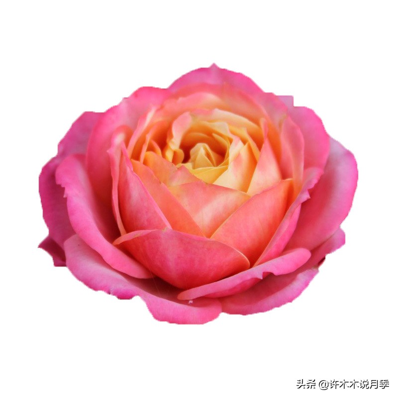 推荐一下多头月季花,100种月季品种大全