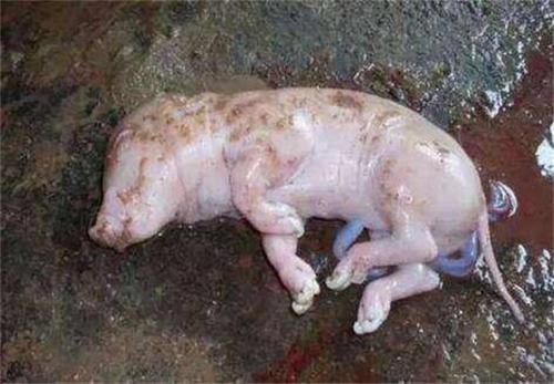 母猪为什么要脱霉菌,霉菌毒素中毒可以用脱霉剂解毒吗