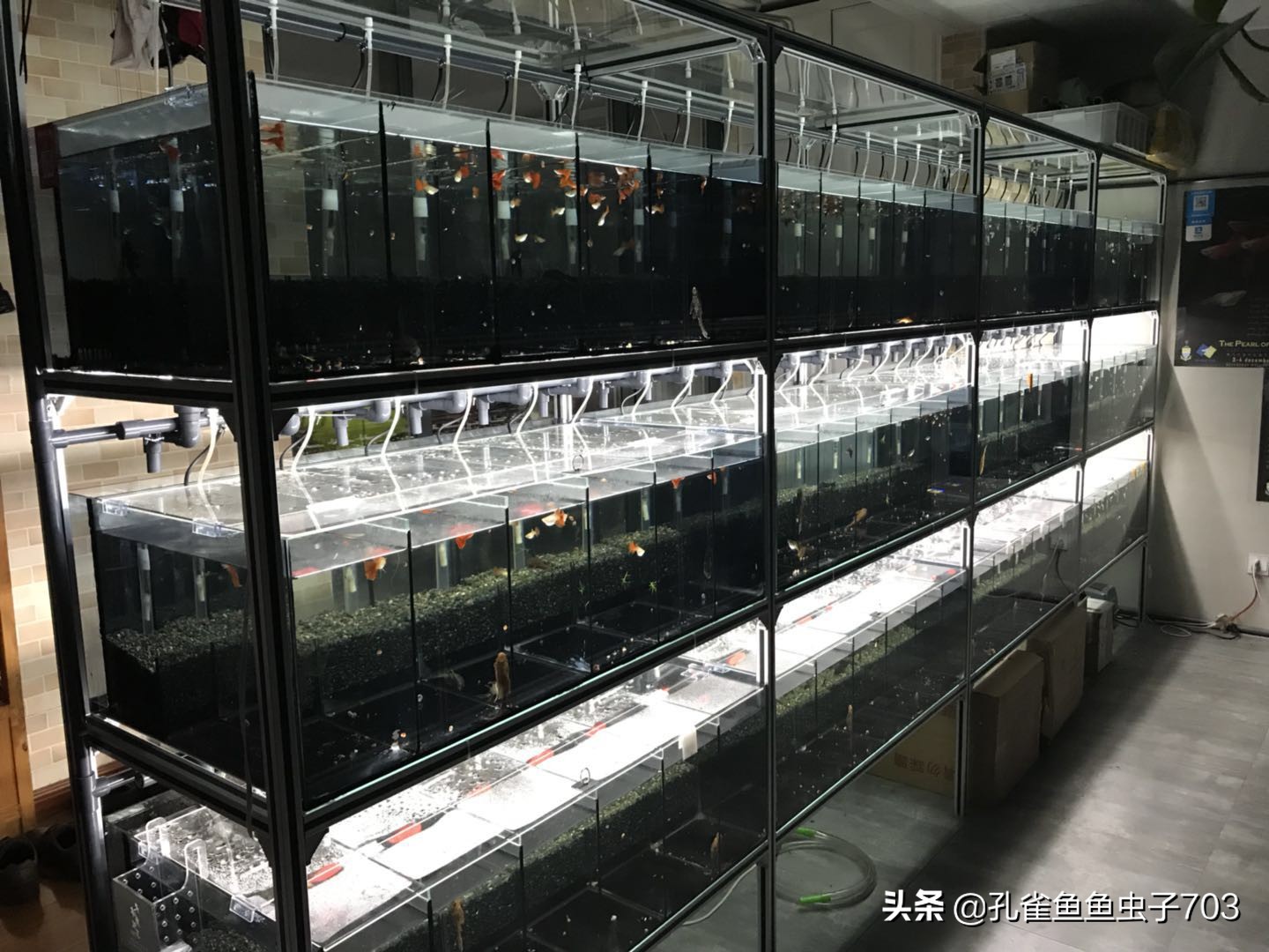 孔雀鱼喂食器原理图,孔雀鱼怀孕怎么喂食