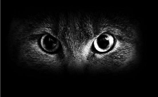猫咪视力冷知识,为什么猫咪眼睛看起来不清澈