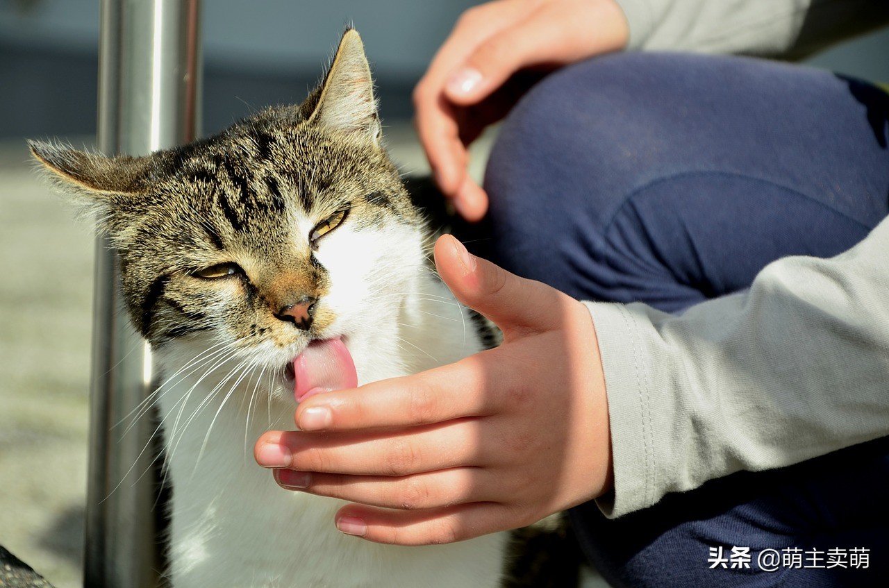 猫舔人不同部位表示什么,猫咪舔人是在表示什么
