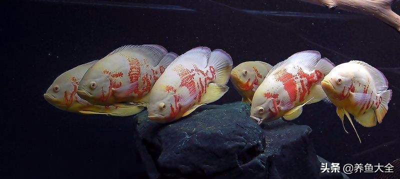 教你识鱼,地图鱼辨别